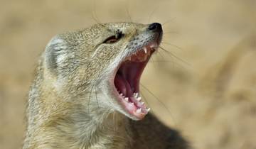 Kafue and Lower Zambezi National Parks