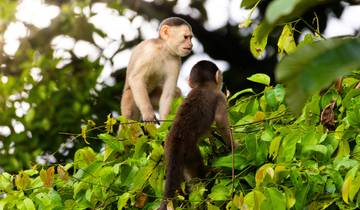 Expédition prolongée de 5 jours dans la forêt tropicale