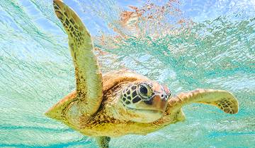 Comoros: Wildlife Expedition