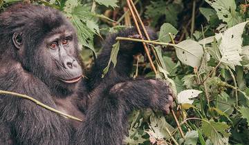 Gorilles et parcs animaliers