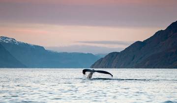 Northern Lights metropolis Alta