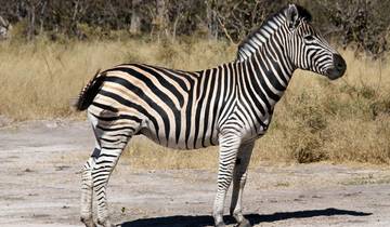 Botswana Adventure & Falls Southbound - 12 jours