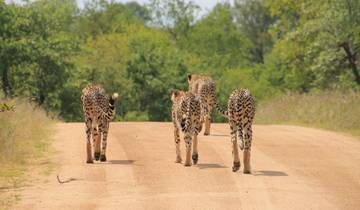 South Africa Luxury Safari Itinerary: 7 Days Kruger, Sabi Sands & Panorama Route