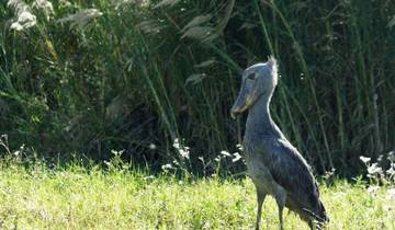 Walking Safari in Zambia