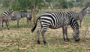 4 jours de safari au Rwanda et d'excursion à la rencontre des gorilles