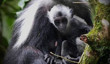 6 jours Parc national de Kafue (Zambie) et Parc national de Nyungwe (Rwanda)