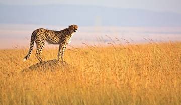 6 Días de Grandes Felinos y Safari a Pie