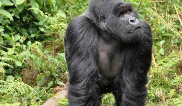 10 jours - Parc national de Nyungwe (Rwanda) et Livingstone, point de départ des chutes Victoria (Zambie) circuit
