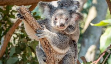 Les points forts de Melbourne en 5 jours - Promenade en ville et escapade à Phillip Island