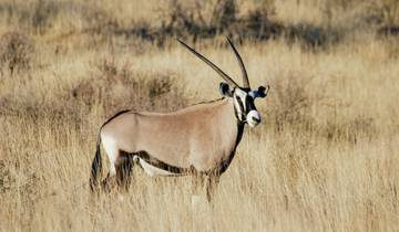 Entre les sentiers de Lowen et les rêves d\'acacia circuit