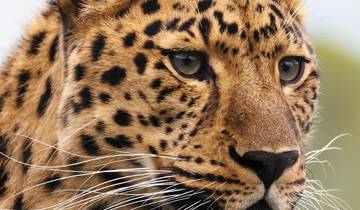 4-Day Adventure – Madikwe Wildlife Safari