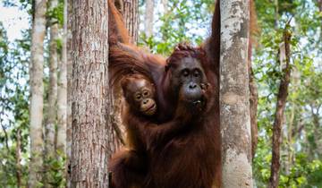 5D4N Orangutan in Tanjung Puting with Overnight on the Boat Tour