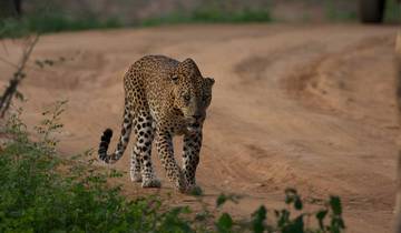 Sri Lanka Wildlife Safari Reise von G Experiences