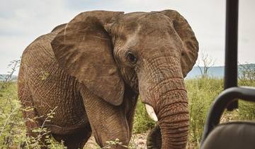 5-daagse safari in het Madikwe wildreservaat-rondreis