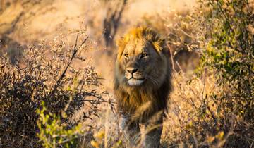 Experimenta lo más destacado de África Austral (19 días)