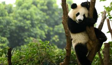 Circuito China clásica y Chengdu