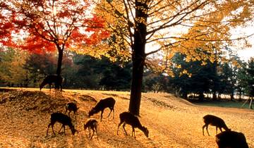 Tokio, Kanazawa & Osaka (4 sterren) - 10 dagen