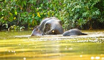 15 Day Borneo Itinerary, incl. Kuching and Sandakan