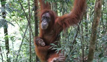 Borneo Wildlife Discoverer Tour