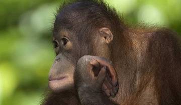 15 Day Borneo Itinerary, incl. Kuching and Sandakan