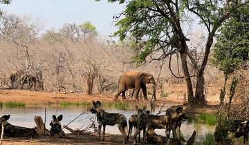 Circuit de 15 jours avec le meilleur de la Zambie, du Botswana (Chobe), du Zimbabwe (Zambèze) et de la Namibie (Etosha) - Aventure dans le désert et la vie sauvage