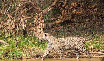 In the Jaguar\'s Kingdom: Experience the Wild Heart of the Pantanal Tour