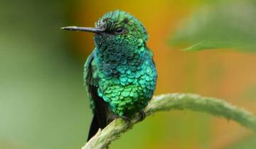 14-Day Birding and Wildlife Photography in Ecuador