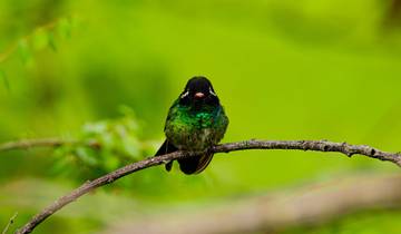 14-Day Birding and Wildlife Photography in Ecuador