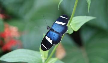 15 Day Costa Rica Itinerary, incl. San Jose and Tortuguero
