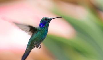 15 Day Costa Rica Itinerary, incl. San Jose and Tortuguero