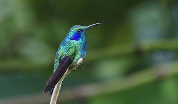 15 Day Costa Rica Itinerary, incl. San Jose and Tortuguero