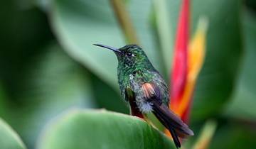 15 Day Costa Rica Itinerary, incl. San Jose and Tortuguero