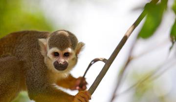 15 Day Costa Rica Itinerary, incl. San Jose and Tortuguero