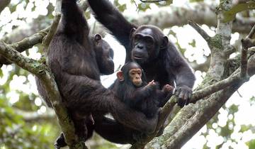 2 jours de safari dans la forêt de Nyungwe avec randonnée pour les chimpanzés circuit