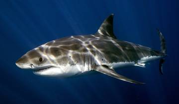 Bezienswaardige 3-daagse rondleidingen door Kaapstad: Duiken met haaien & Cape Peninsula & Wijnproeven-rondreis