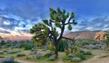 Aventura en el Valle de la Muerte y Joshua Tree