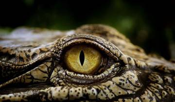 3Days Kaapstad - Attractie: Krokodil Duikkooi & Cape Point & Wijnproeverij-rondreis