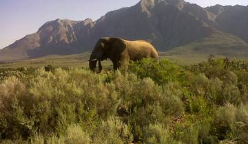 Kaapstad 3 Dagen Overnachting Big Five Safari Wildreservaat &Prive Kaap Schiereiland Pinguïn Full Day Tour