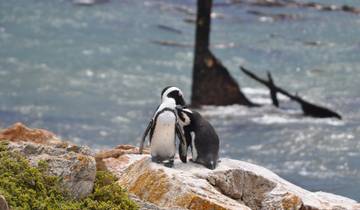 Jour 3,Le Cap Afrique du Sud Visite des pingouins du Cap ; visite de la montagne de la Table en téléphérique Fin du Cap Visite de la réserve de gibier d'Inverdoorn