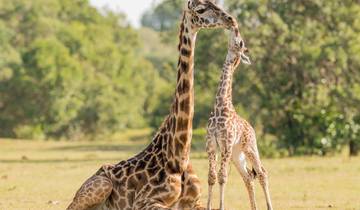 Dagen 3 Westkaap Touwsrivier Auto en 4WD Tour.De beste Big Five Safari & Kaapstad hele dag safari tour-rondreis