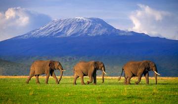 LUXE PREMIER - MAASAI MARA / LAKE NAKURU / AMBOSELI-rondreis