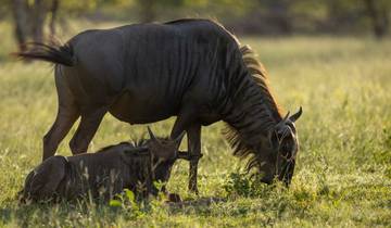 Circuito Aventura de 5 días por el Kruger de los Cinco Grandes y Panorama Panorámico