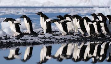 Falkland, Südgeorgien und AntarktisM/V Greg Mortimer (Mar) Rundreise