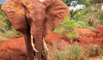 Von der Masai Mara an den Indischen Ozean (9 Destinationen) Rundreise