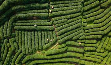 4 jours à Hangzhou : Héritage du thé, visite privée circuit