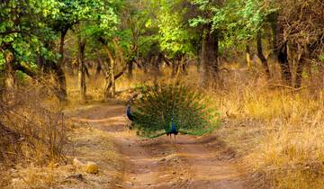 Ranthambore Tiger Trails and Cultural India By G Experiences