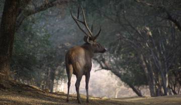 Ranthambore Tiger Trails and Cultural India By G Experiences