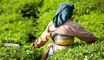 Circuito Circuito Kochi y Kerala (3 estrellas) - 8 días