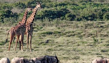 4 Daagse Tsavo West/Tsavo East en Amboseli Safari vanuit Diani-rondreis