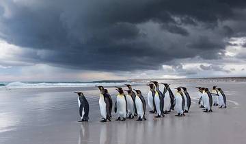 20 Days in Antarctica, incl. Falklands and South Georgia